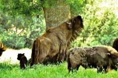 Bisontes europeos en Lastras de Cuéllar