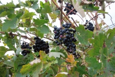 La bodega 'Dominios de Valdefradas' se encuentra en la 'Ruta Camino del Cid' | Fotos: María Ferrer