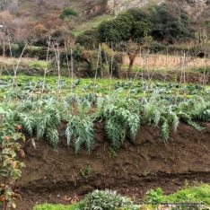 Cultivos de cardo rojo de Ágreda