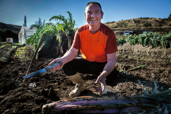 Fernando Salas trabajando en el cultivo del cardo rojo