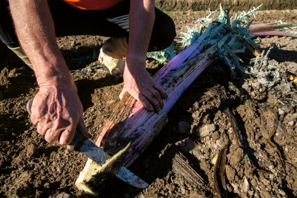 Trabajo de cultivación del cardo rojo de Ágreda