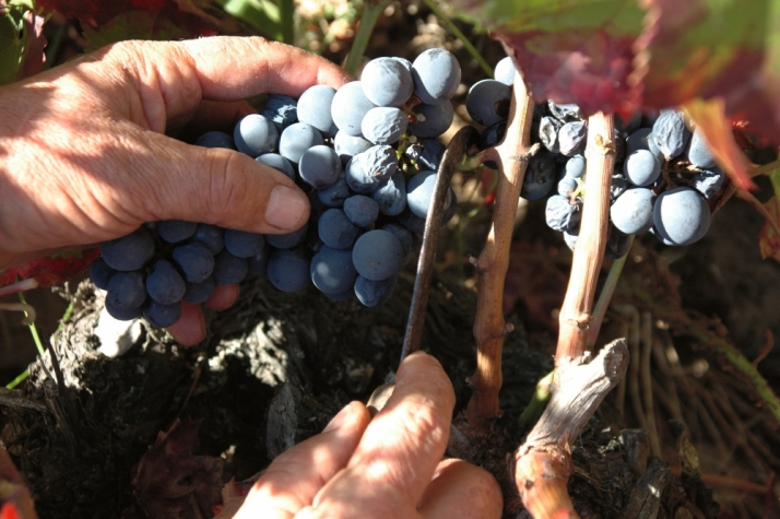 Foto 1 - D.O. Arribes, vinos que nacen donde se descuelga el Duero