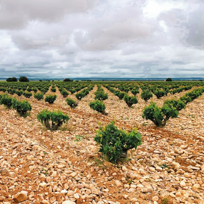 Viñedos en la zona de Toro