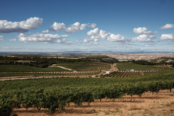 Cerca de un millar de empresas producen más de doscientos millones de litros de vino al año