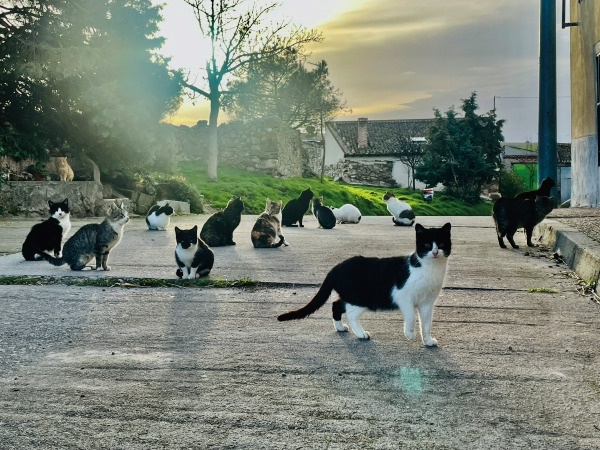 Los gatos abundan más que los zapatos en Pinilla de Ambroz