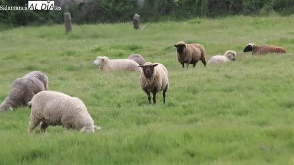 Imagen principal de la noticia